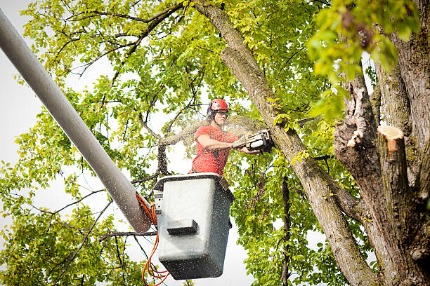 Best Commercial Tree Services  in Hibbing, MN