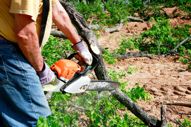 Best Tree and Shrub Care  in Hibbing, MN